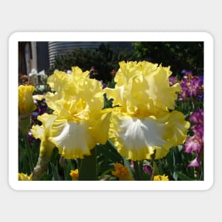 Yellow Bearded Iris Cottage Garden Flowers Sticker